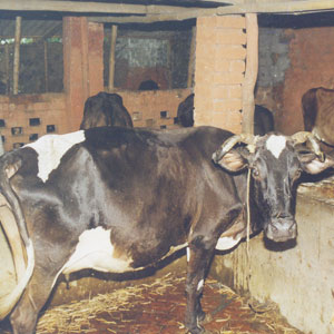 goshala at night
